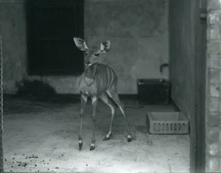 Young Lesser Kudu at London Zoo, 1914